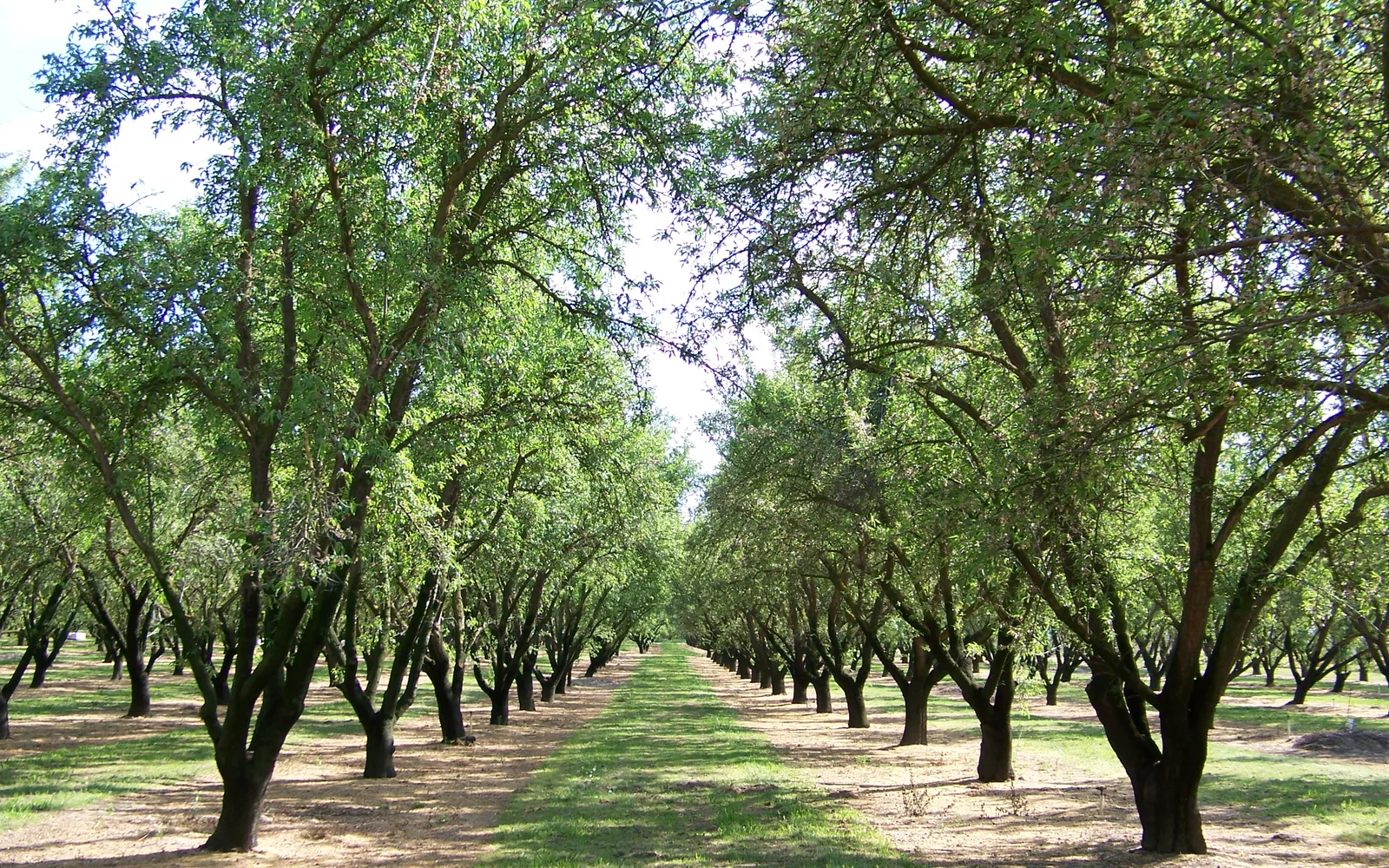 Rows of almond trees in a California orchard during growing season